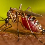 Female mosquito feeding.