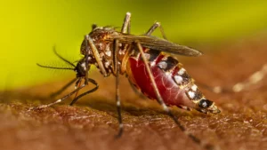 Female mosquito feeding.