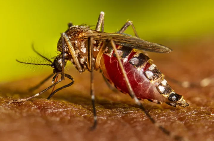 Female mosquito feeding.